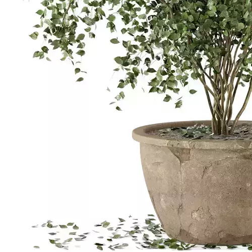 Indoor Plants in rusty Concrete Pot - Set 20