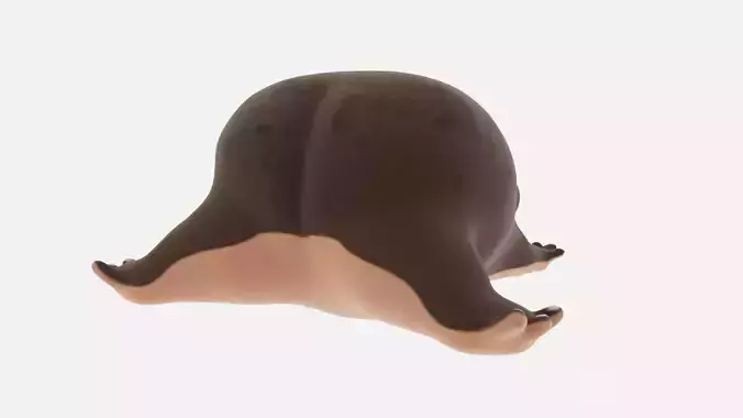 3D Model  Cute Frog AHH 