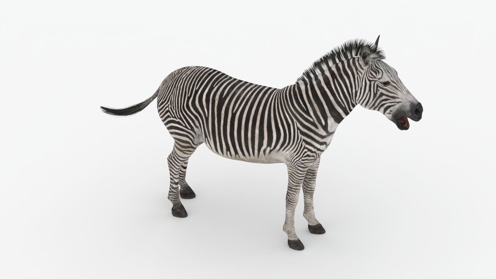 Rigged Zebra Low-poly 3D model_3