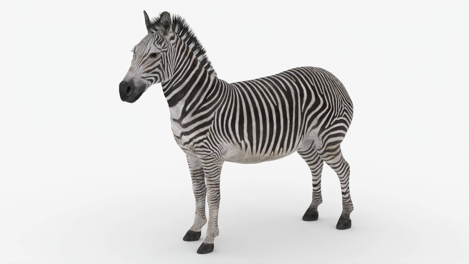 Rigged Zebra Low-poly 3D model_2