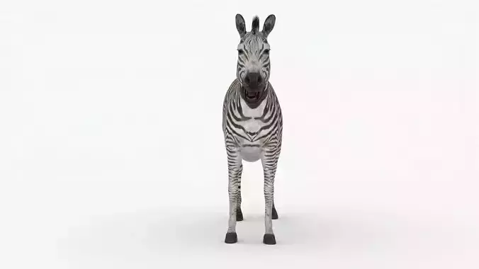 Rigged Zebra Low-poly 3D model