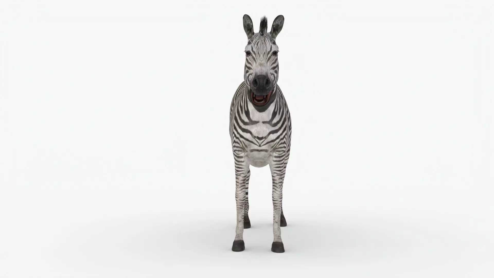 Rigged Zebra Low-poly 3D model_0