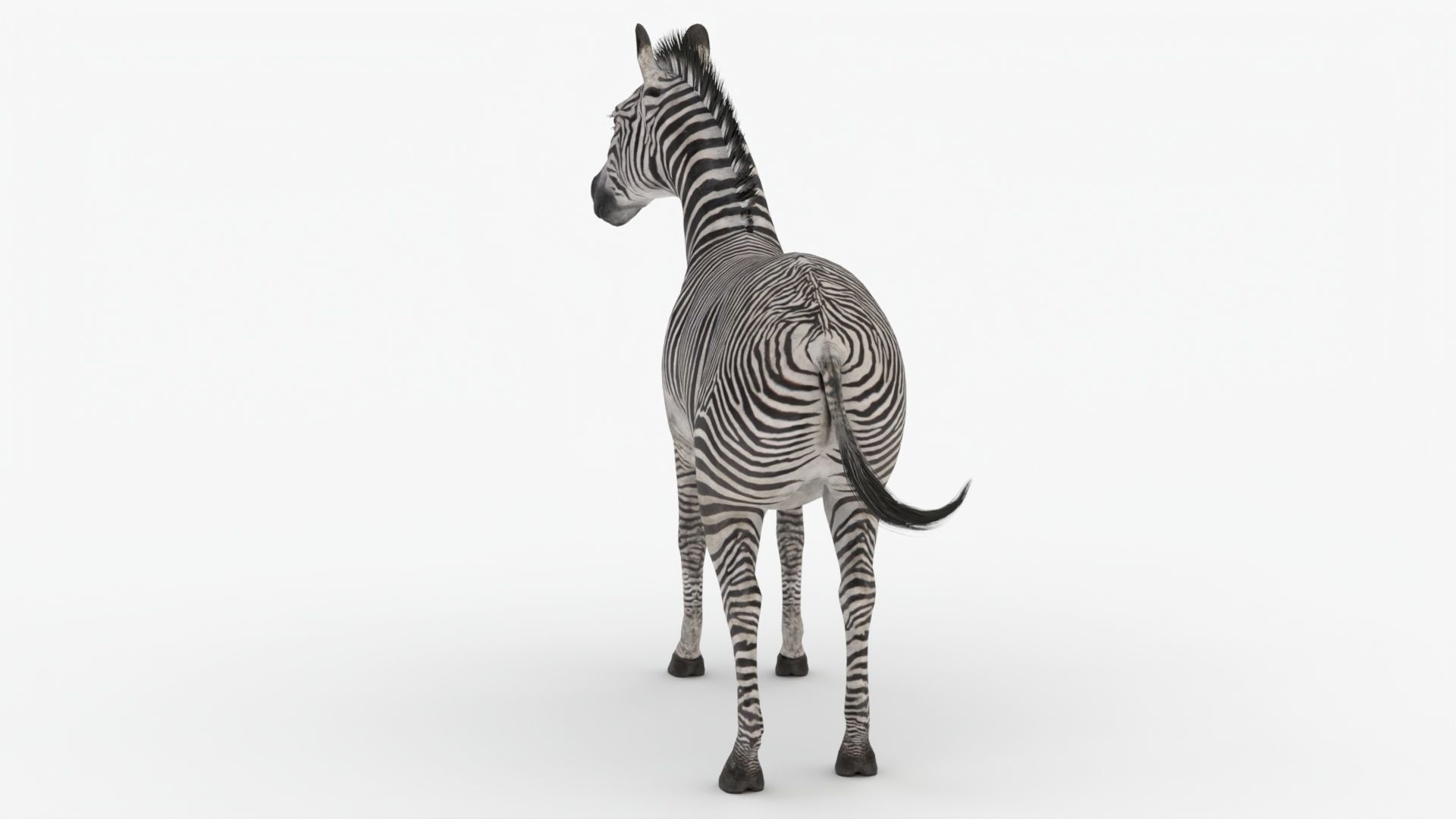 Rigged Zebra Low-poly 3D model_4