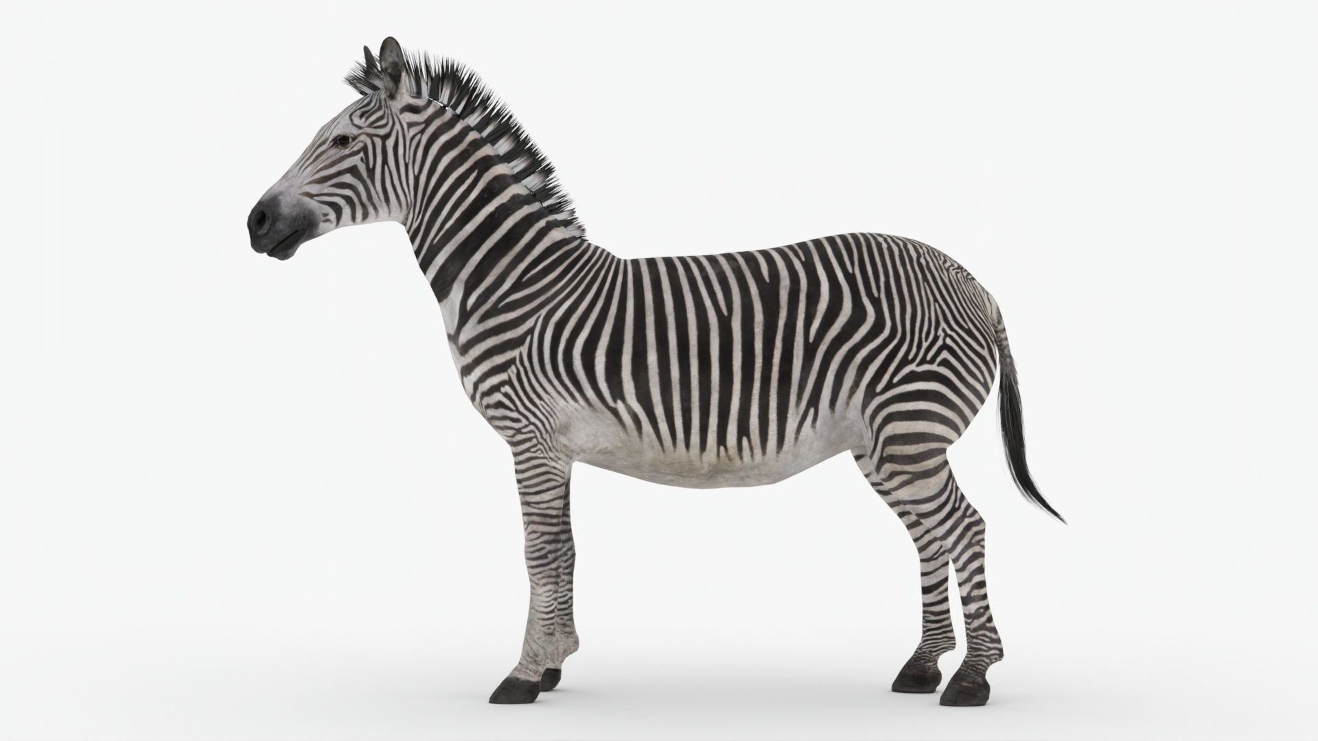 Rigged Zebra Low-poly 3D model_1