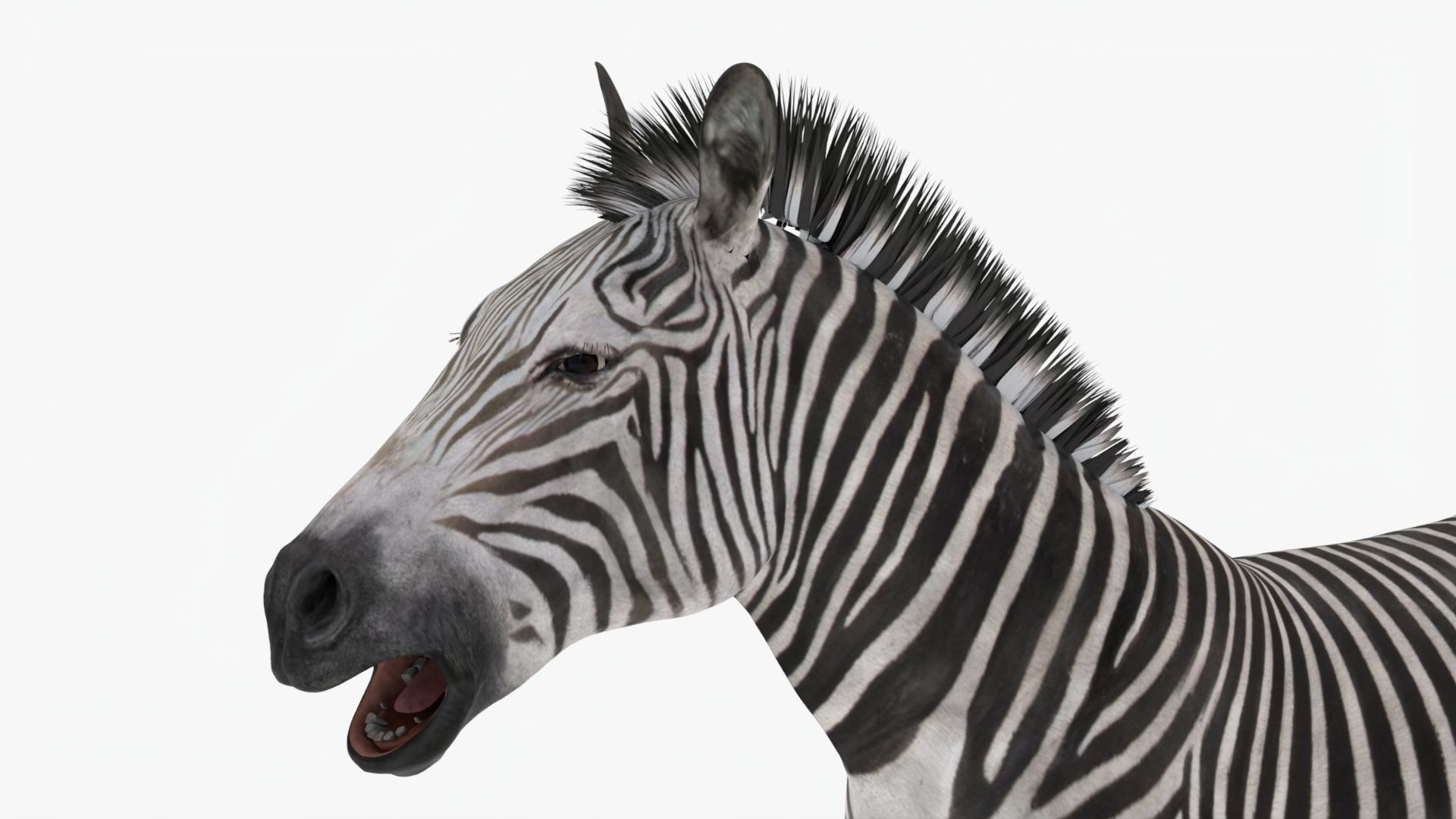 Rigged Zebra Low-poly 3D model_5