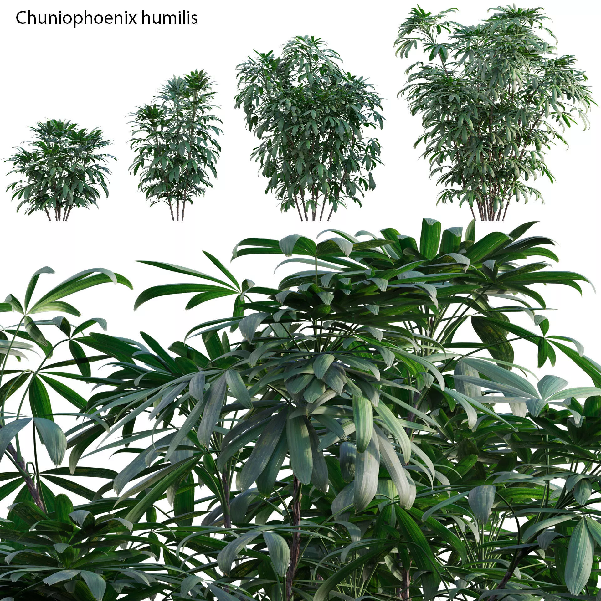 Chuniophoenix humilis - Rhapis humilis - Bamboo Palm 3D model
