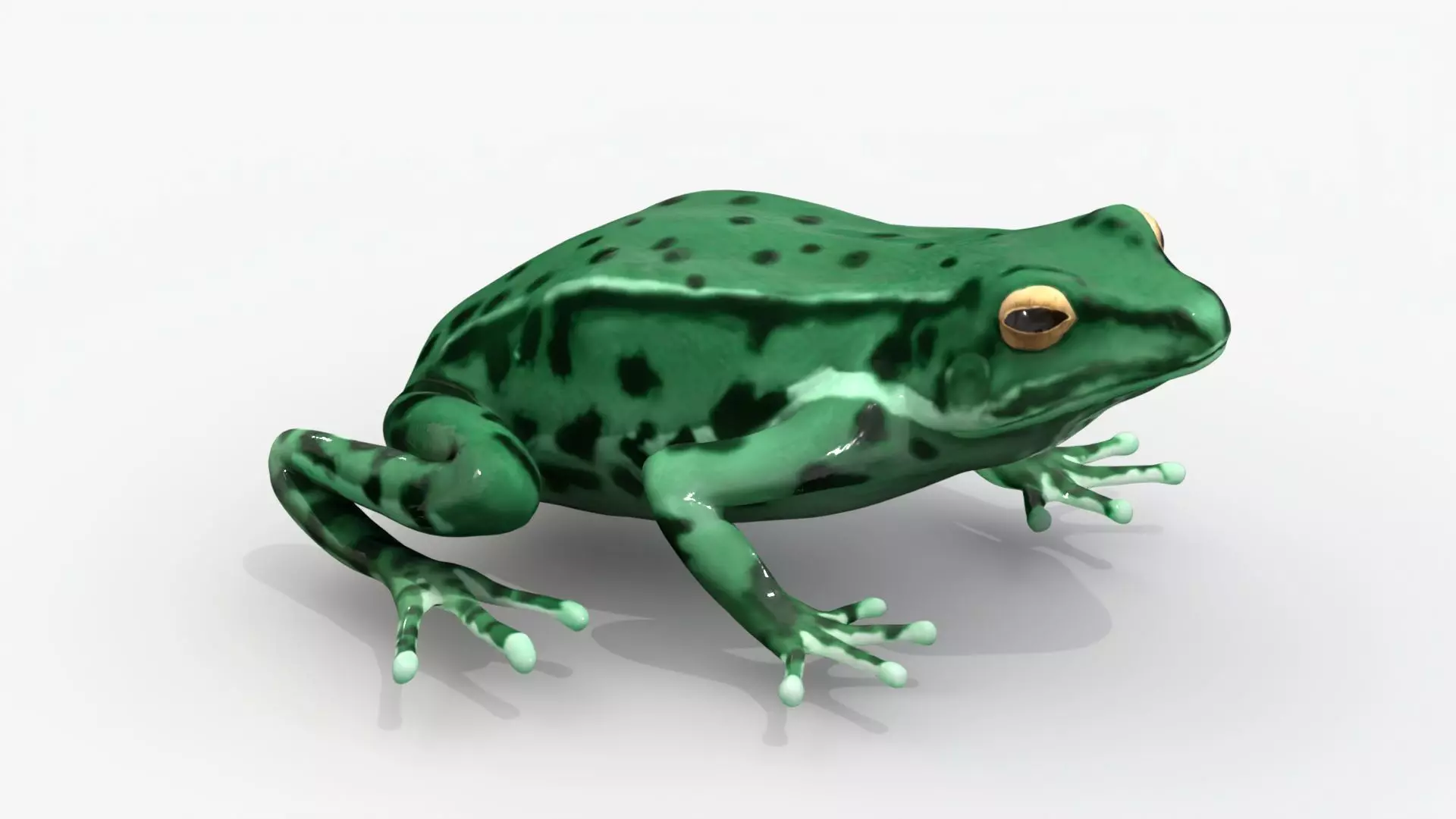 Low poly frog Low-poly 3D model