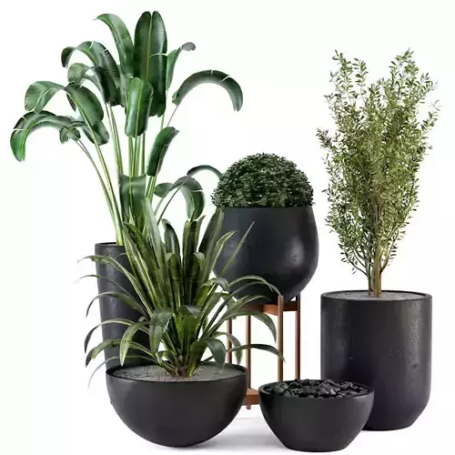 Outdoor Plants bush and Tree in rusty Concrete Pot - Set 25 