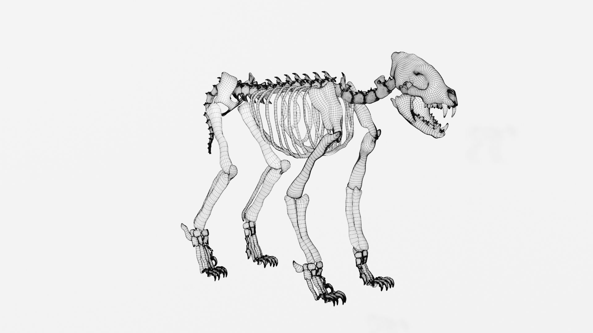 Hyena skeleton 3D model_7