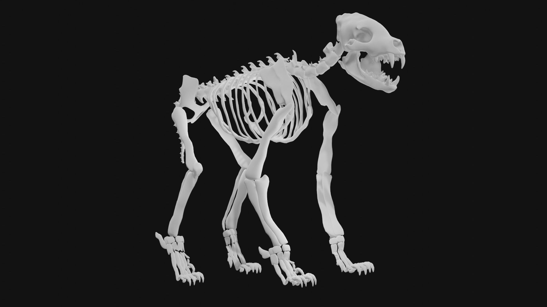 Hyena skeleton 3D model_5