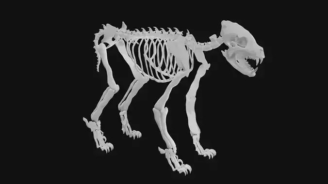 Hyena skeleton 3D model