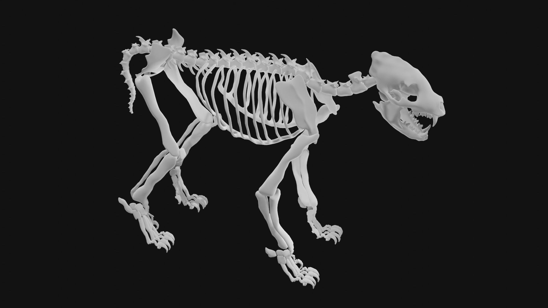 Hyena skeleton 3D model_6