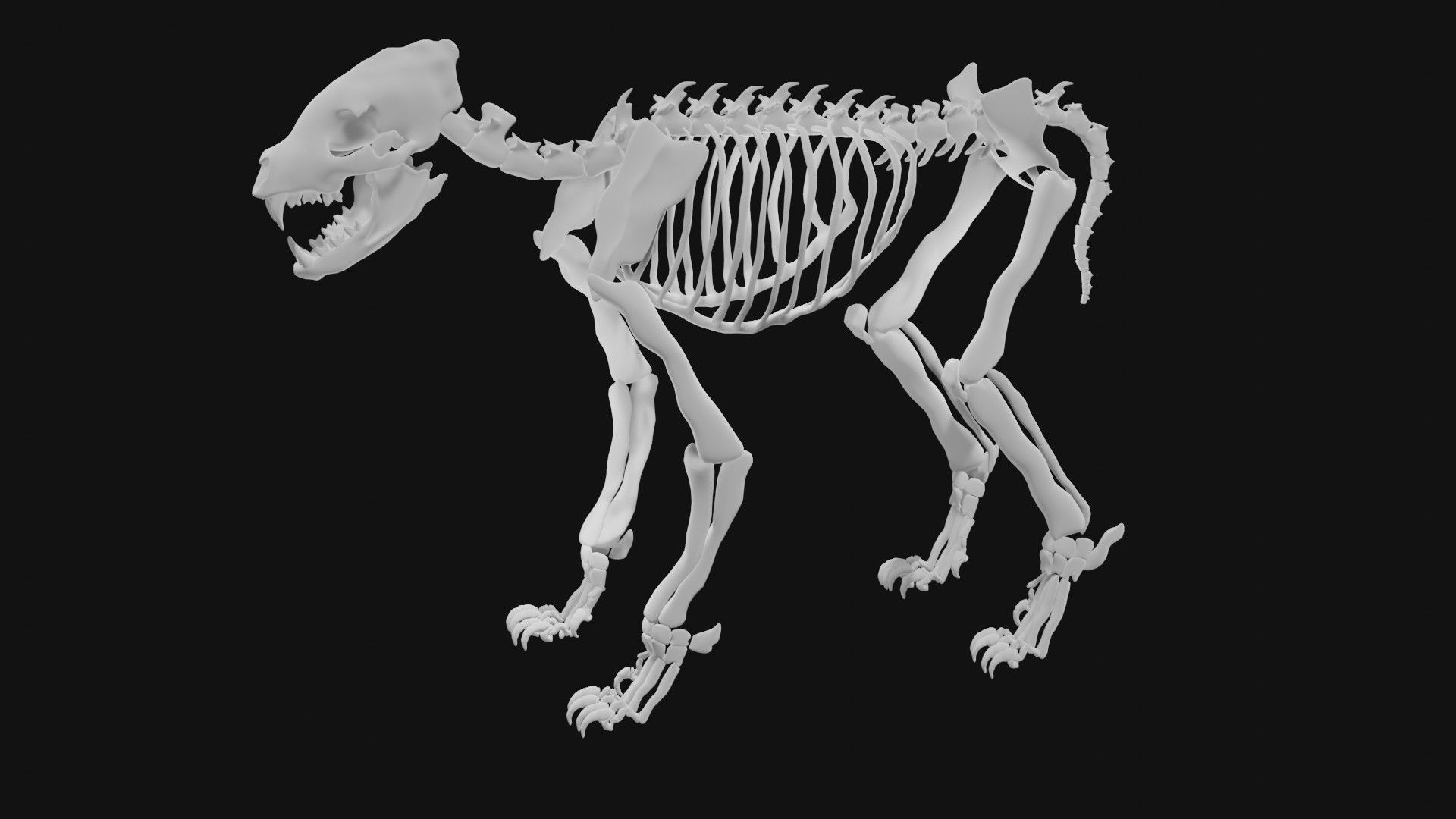 Hyena skeleton 3D model_2