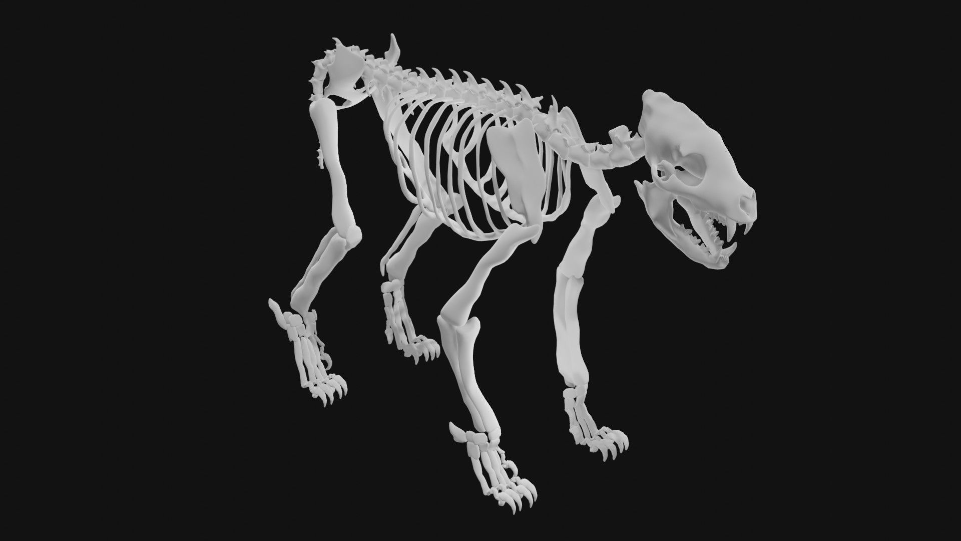 Hyena skeleton 3D model_1