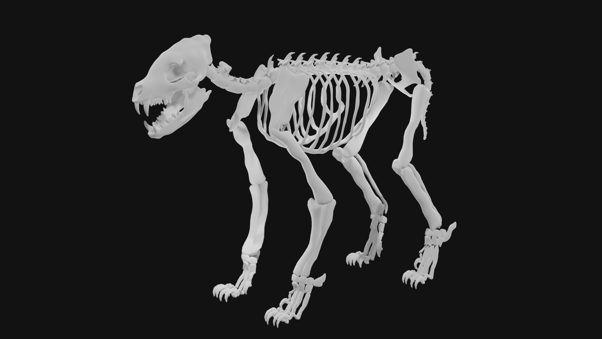 Hyena skeleton 3D model_3