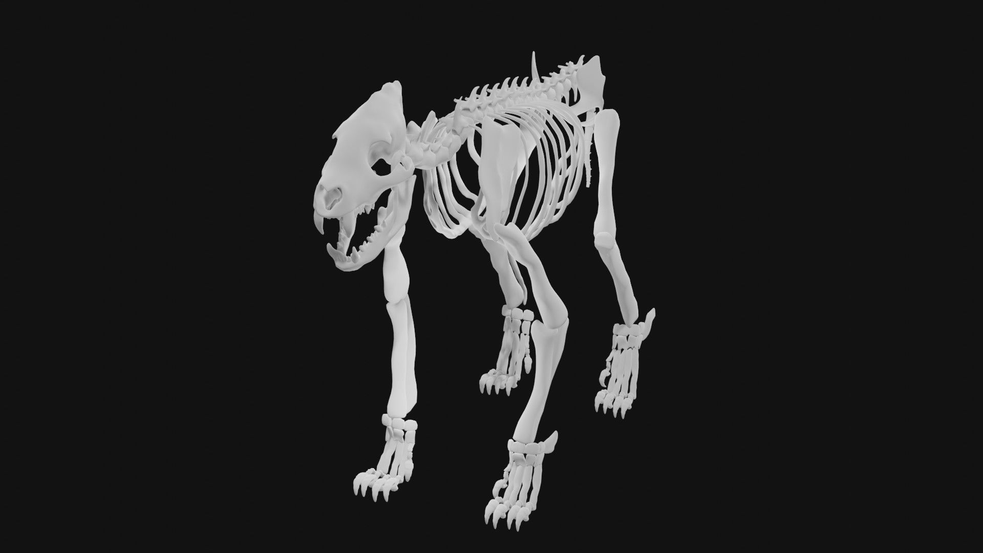 Hyena skeleton 3D model_4