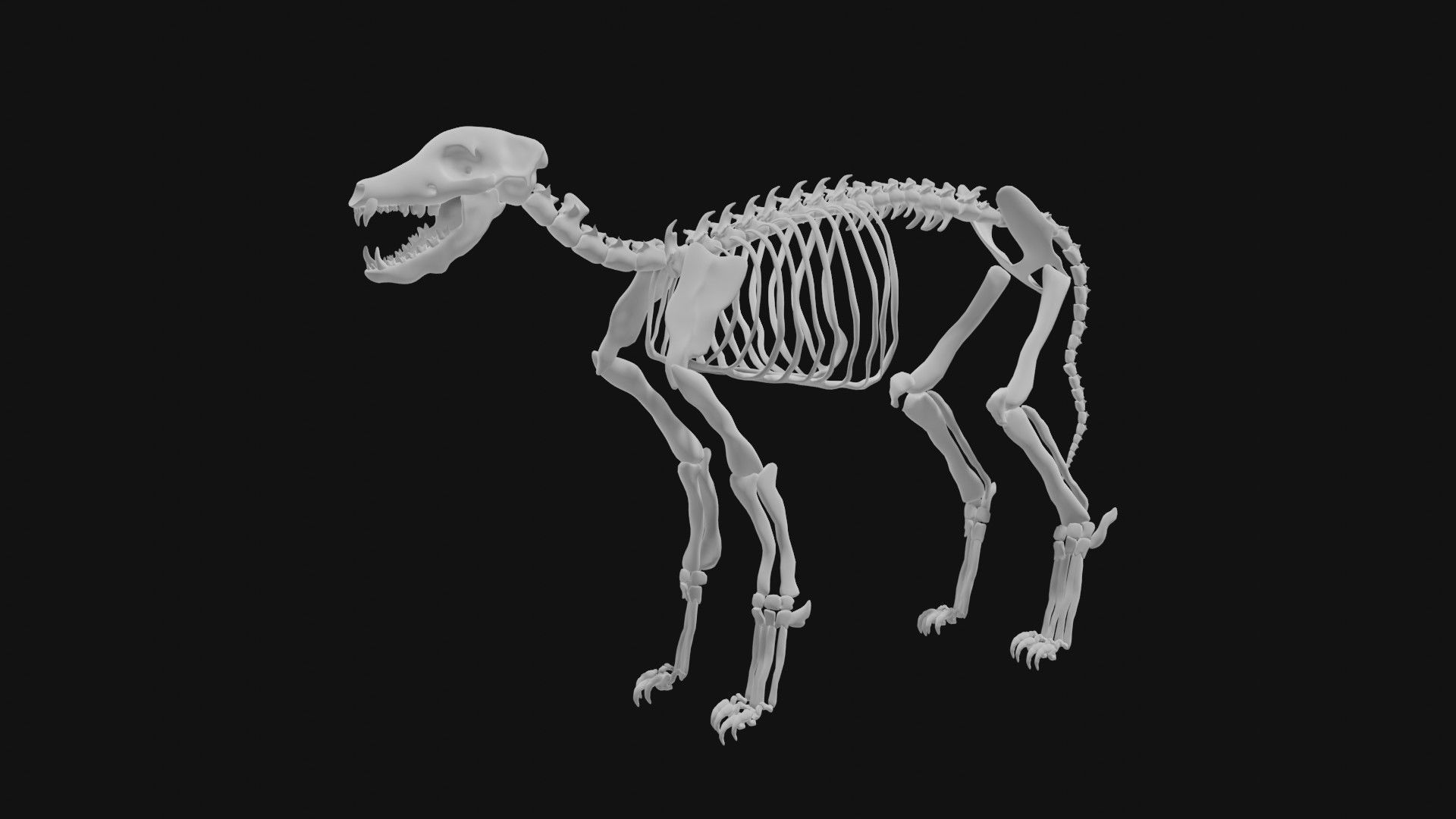 Jackal skeleton 3D model_1