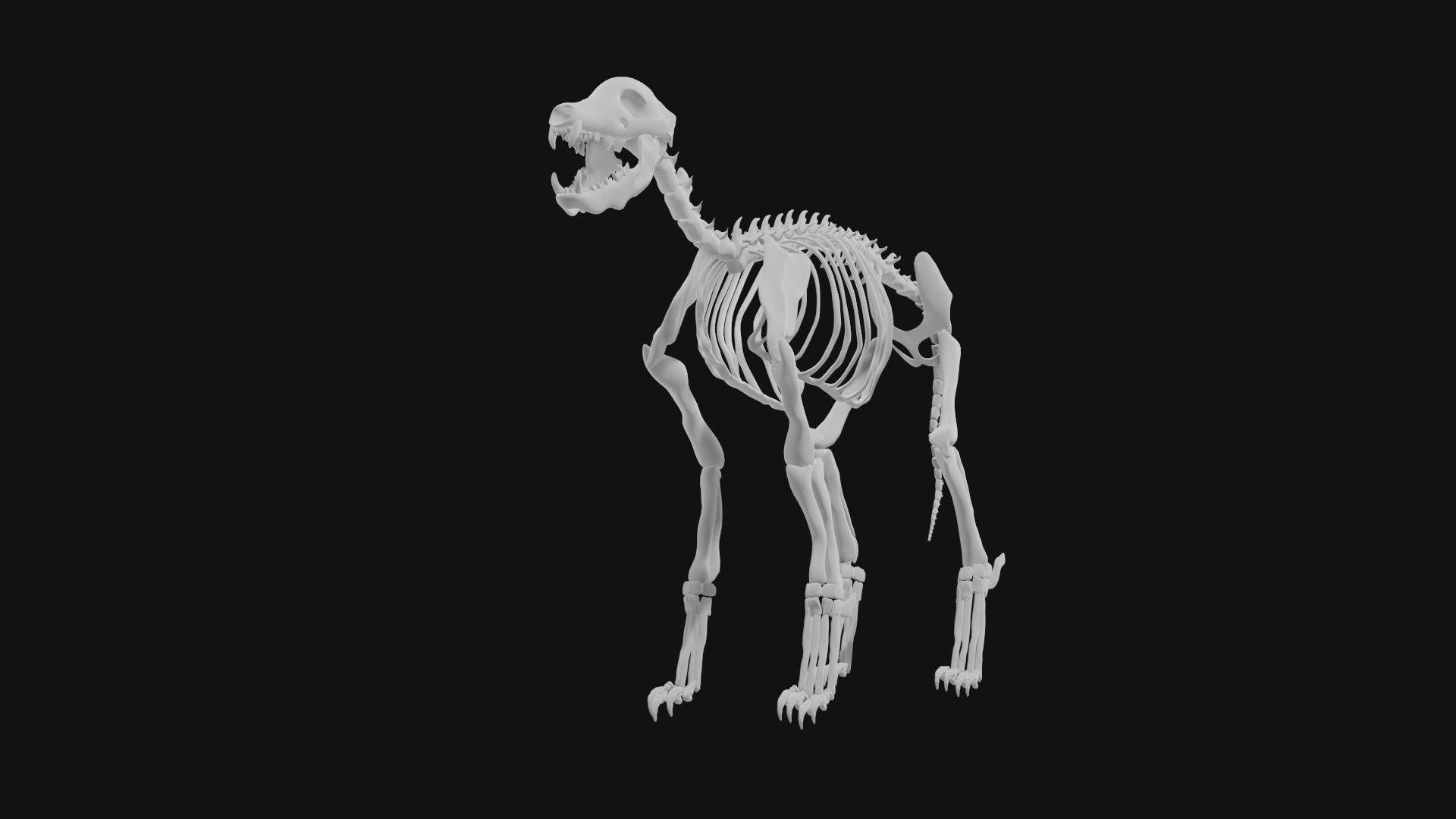 Jackal skeleton 3D model_3