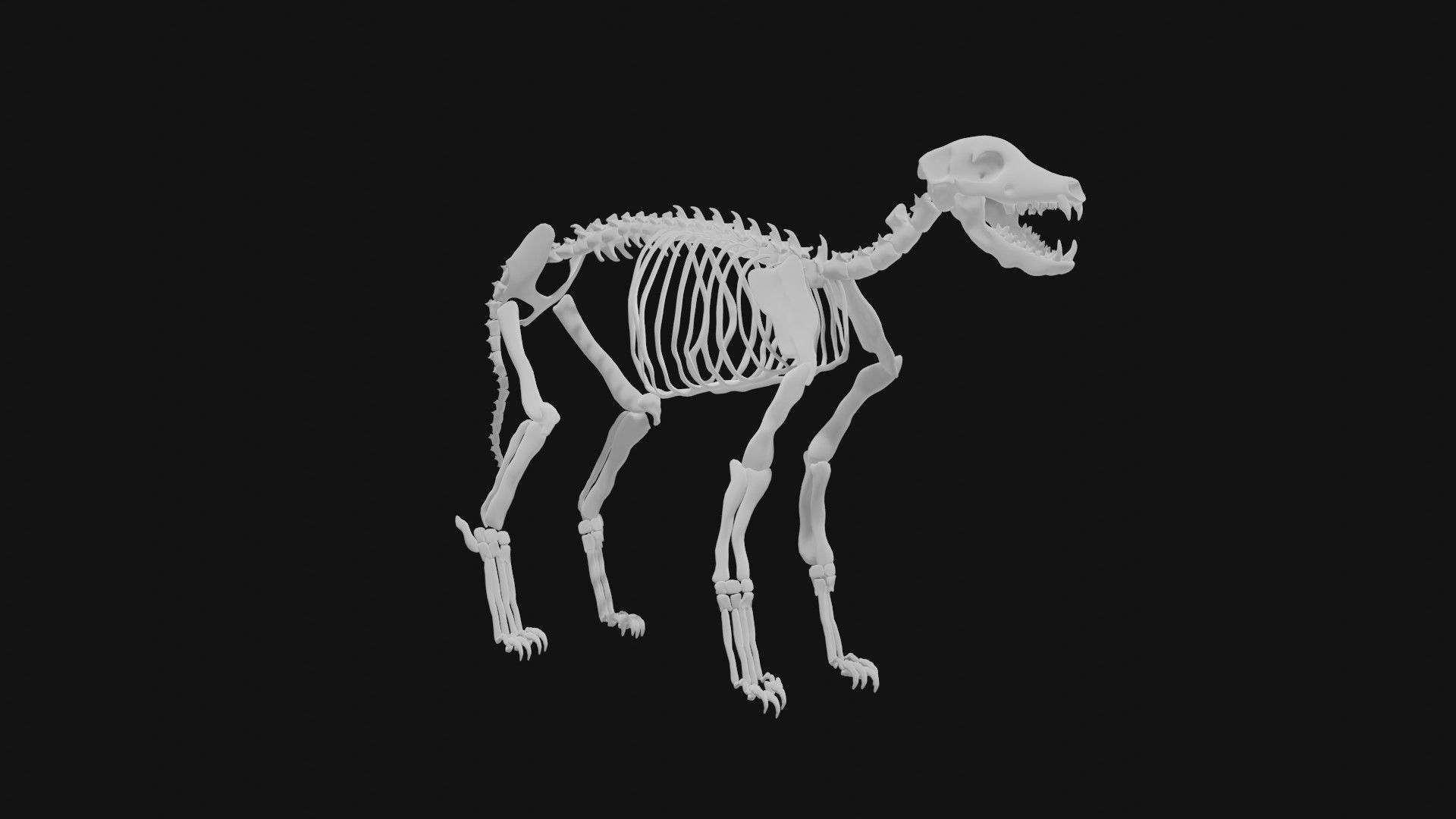 Jackal skeleton 3D model_4