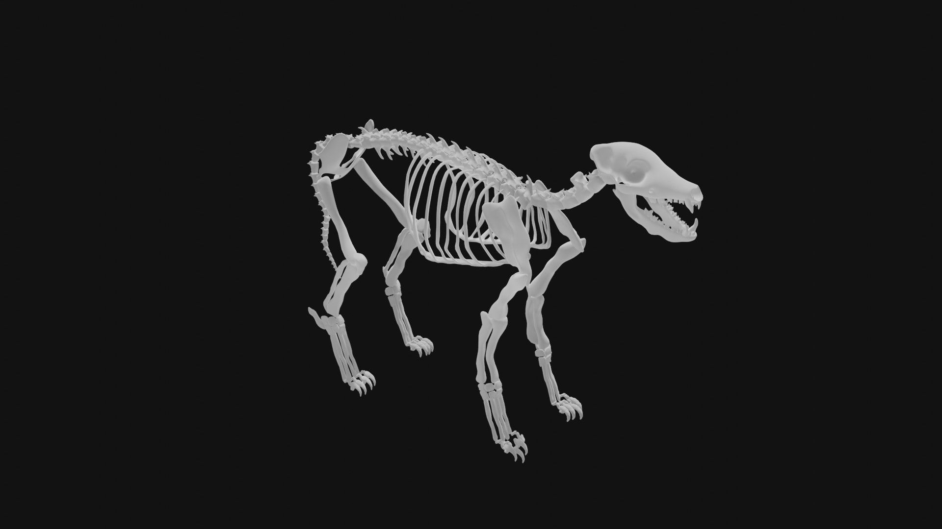 Jackal skeleton 3D model_6