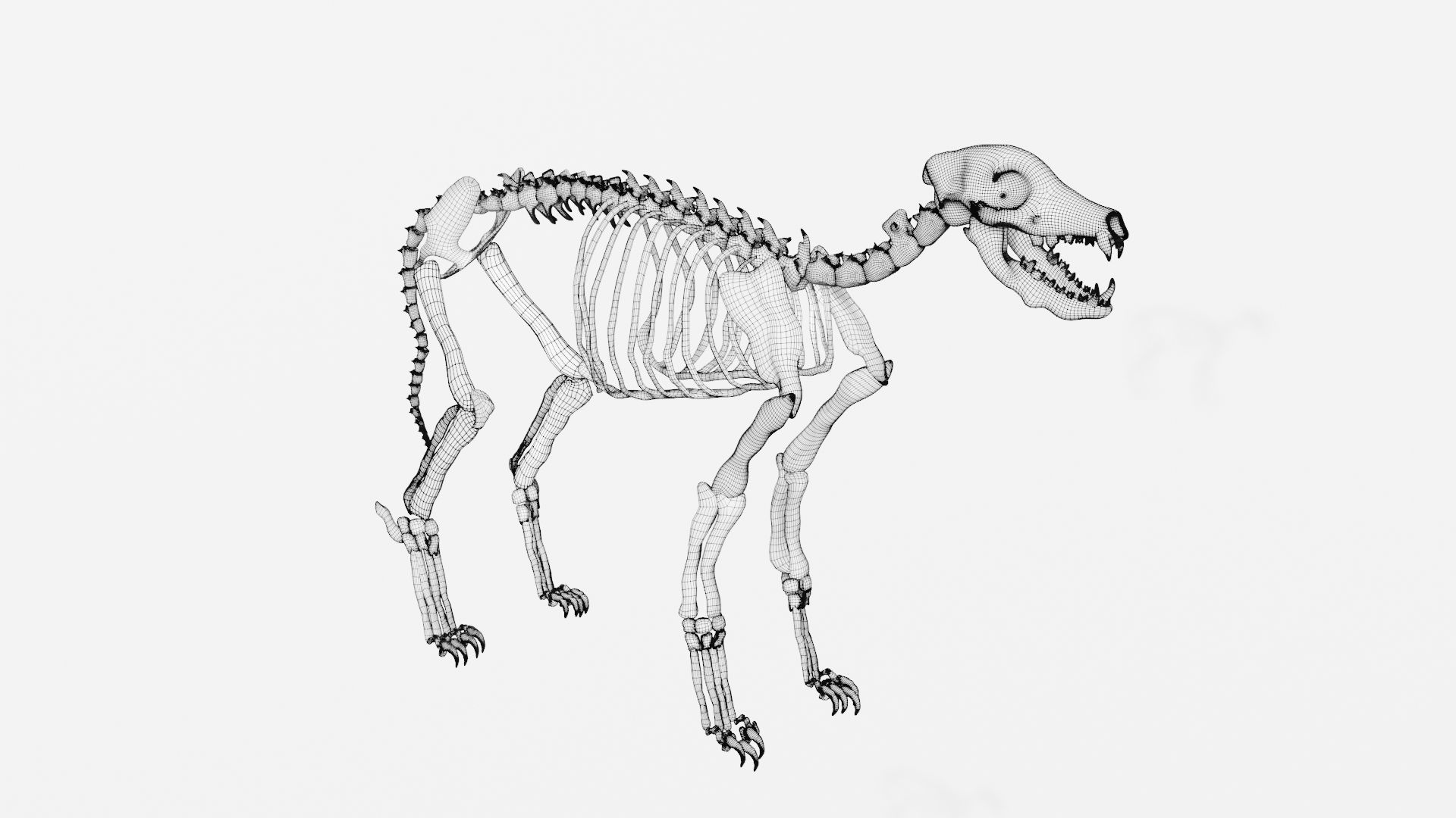 Jackal skeleton 3D model_7