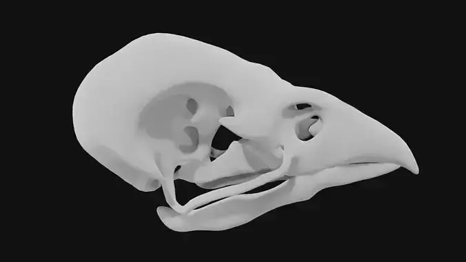 Sparrow skull