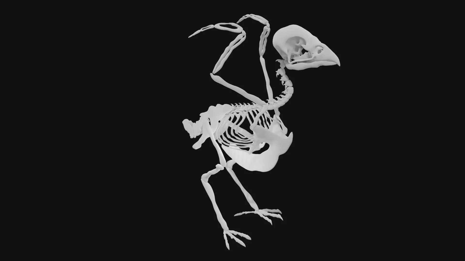 Sparrow skeleton 3D model