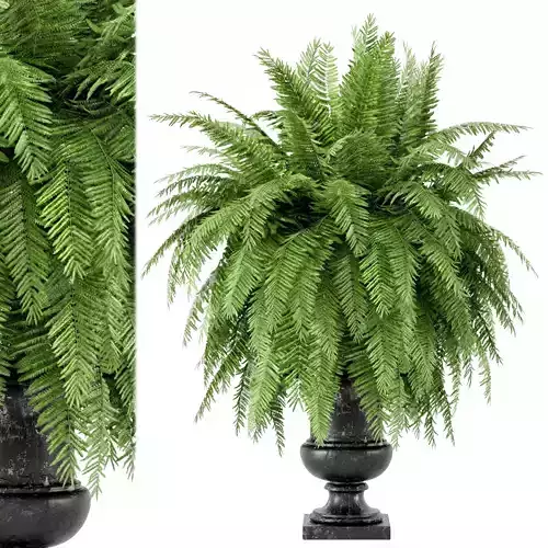 Outdoor Plants in rusty Dark Concrete Pot - Set 27 