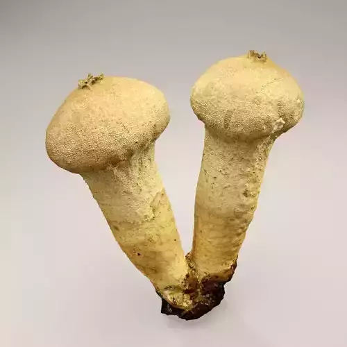 Puff Mushroom - Lycoperdon perlatum - the Common Puffball