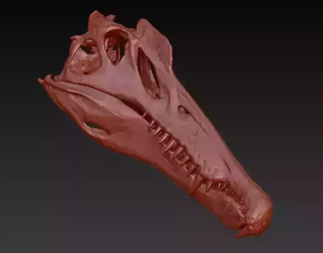 Spinosaurus skull