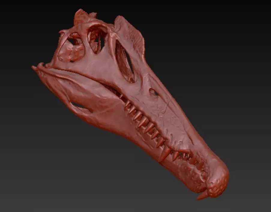 Spinosaurus skull 3D print model_0