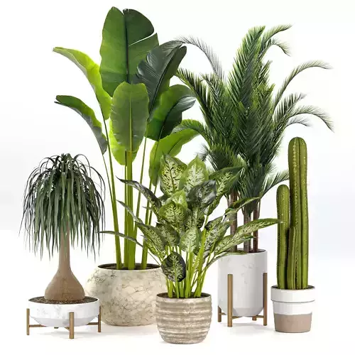 Indoor Tropical Plants Collection 3D model