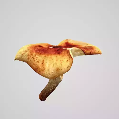 Forest Mushroom - 3D Scan