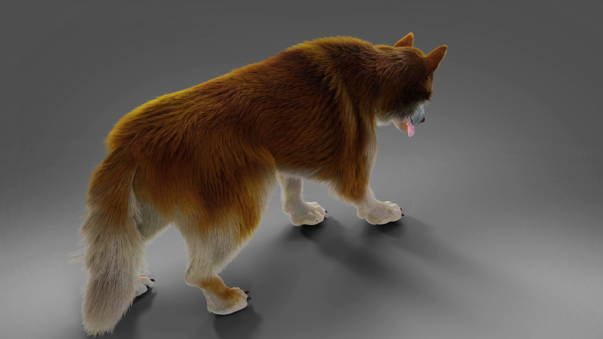 Fur Red Wolf NO Rigged in Blender  Low-poly 3D model_2