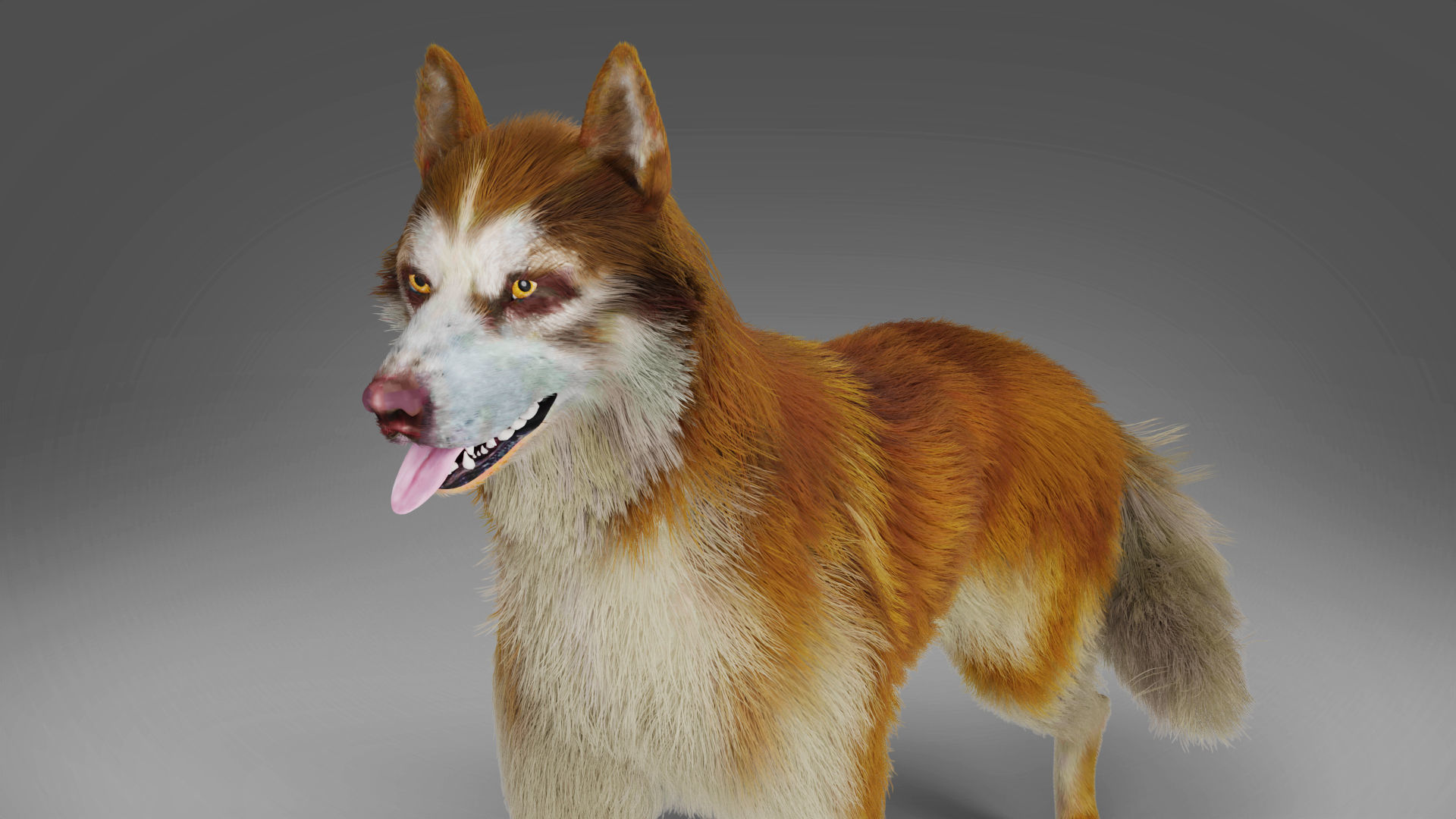 Fur Red Wolf NO Rigged in Blender  Low-poly 3D model_1