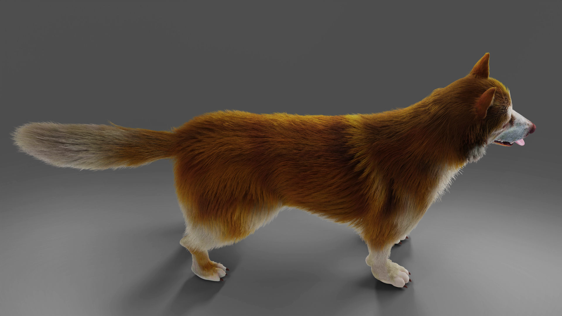 Fur Red Wolf NO Rigged in Blender  Low-poly 3D model_4