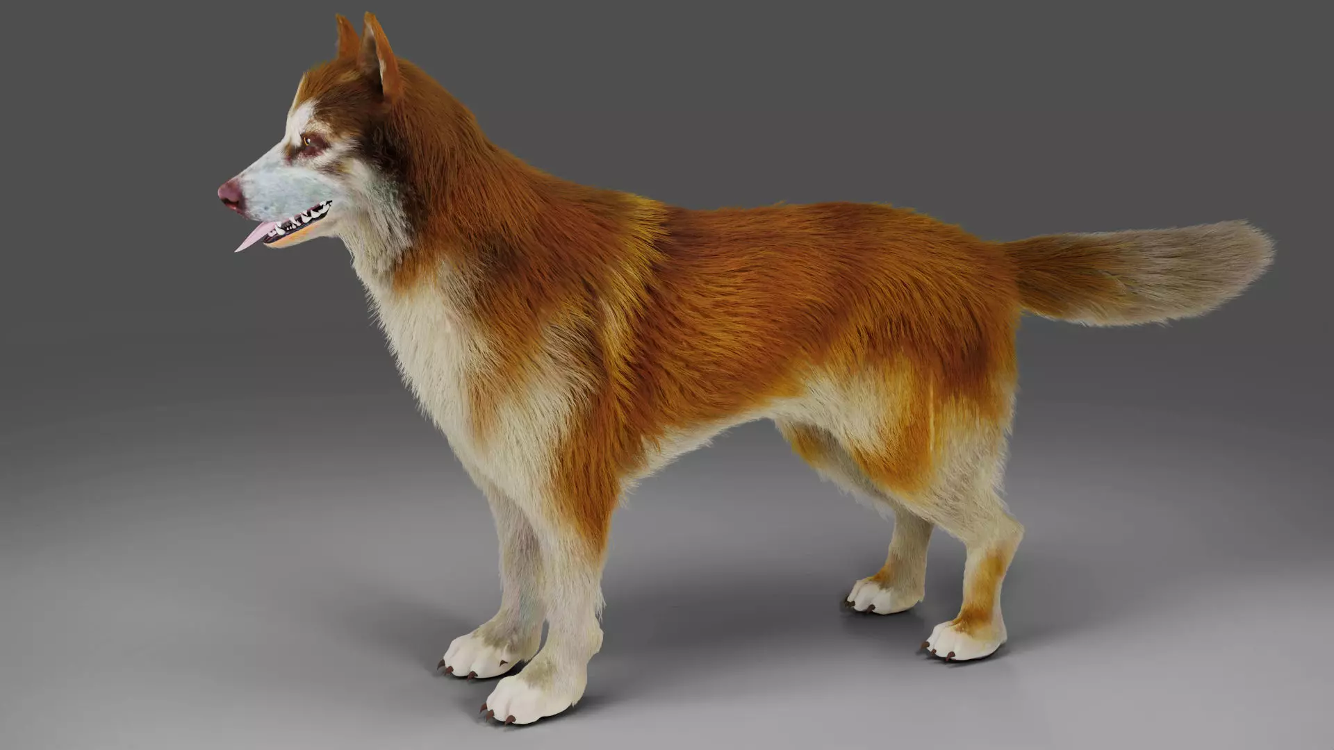 Fur Red Wolf NO Rigged in Blender  Low-poly 3D model_0