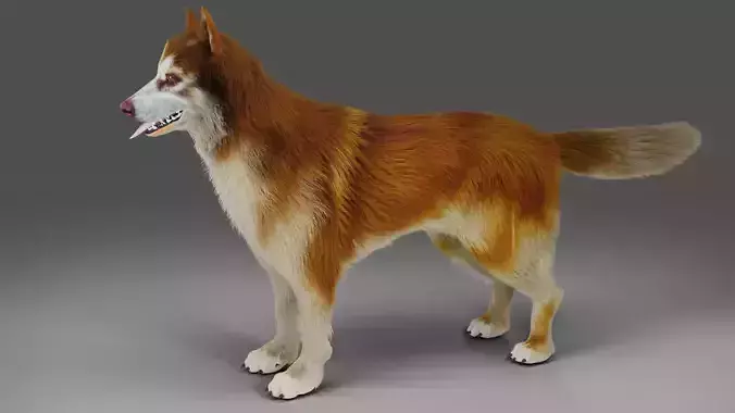 Fur Red Wolf NO Rigged in Blender 