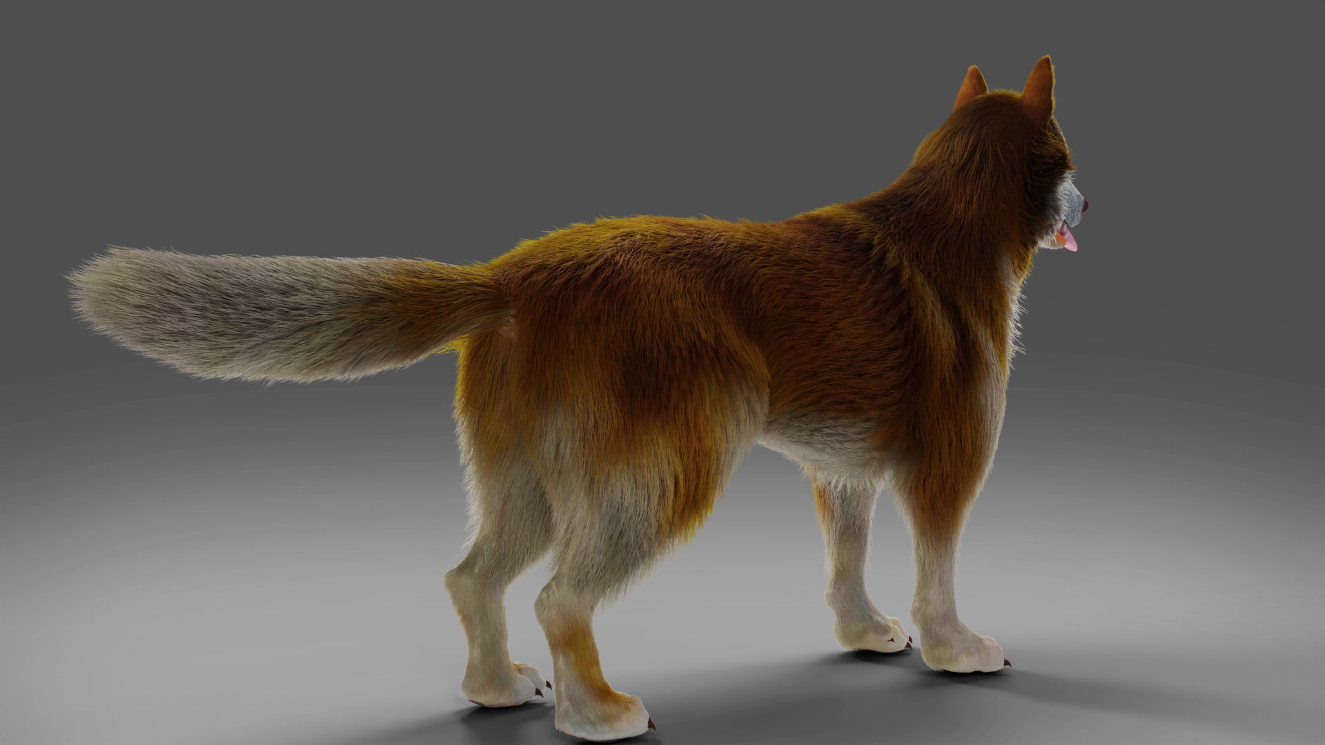 Fur Red Wolf NO Rigged in Blender  Low-poly 3D model_3