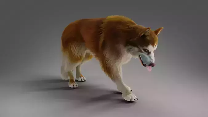 Fur Red Wolf Rigged and Animated in Blender Low-poly 3D model