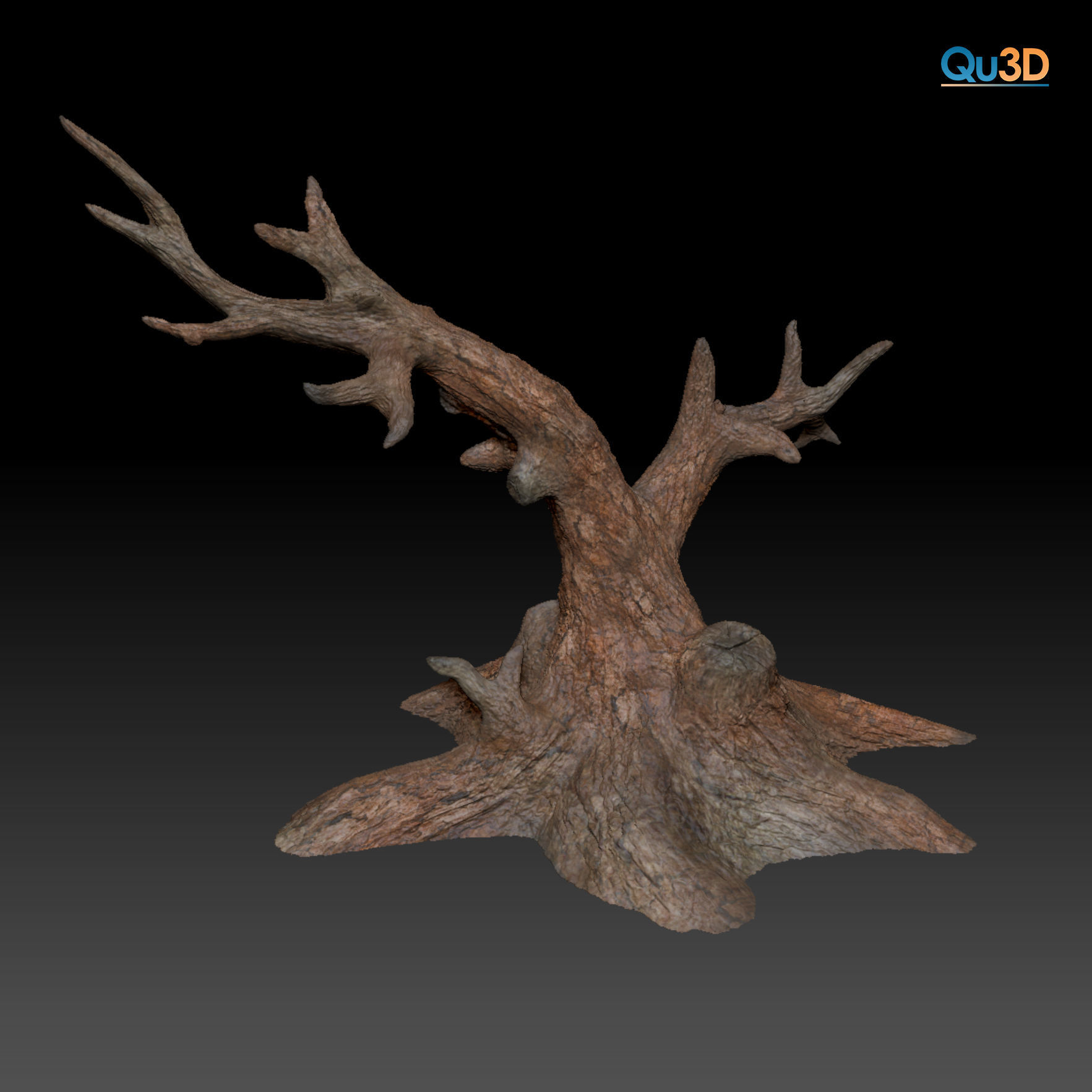 Triocerus quadricornis High-polygon 3D model full-size texture 3D model_12