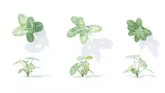 Syngonium podophyllum 6 variations 3D model