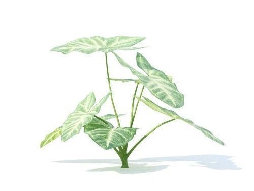 Syngonium podophyllum 6 variations 3D model_1