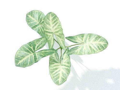 Syngonium podophyllum 6 variations 3D model_5