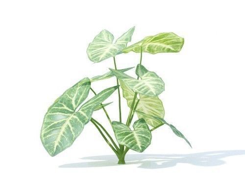 Syngonium podophyllum 6 variations 3D model_2