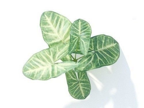 Syngonium podophyllum 6 variations 3D model_6