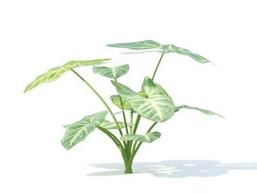 Syngonium podophyllum 6 variations 3D model_3