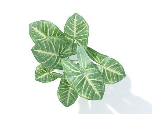 Syngonium podophyllum 6 variations 3D model_4