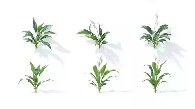 Spathiphyllum kochii 6 variations 3D model