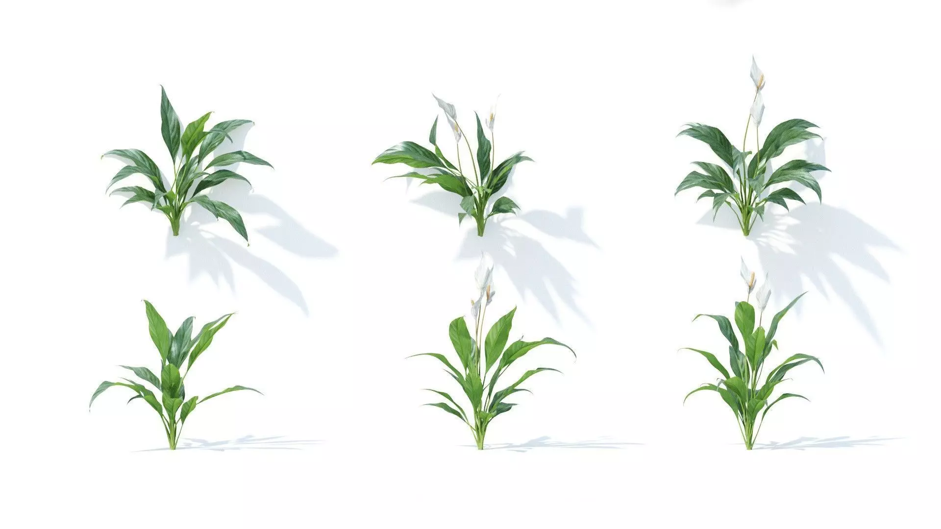 Spathiphyllum kochii 6 variations 3D model_0